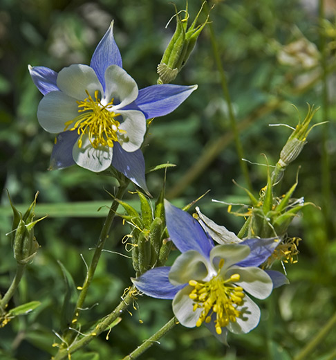 two blue columbines